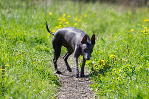 Dog breed naked Mexican on grass in park photo