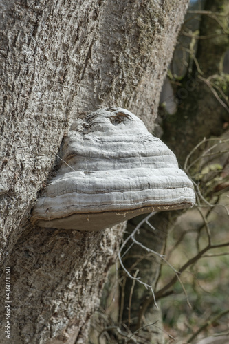 Großer Zunderschwamm / Baumpilz wächst im Wald an einem Baum photo