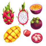 Hand drawn isolated illustrations of fruits (mango, dragon fruit, passion fruit, mangosteen) on white background for graphic and web design, poster, card, book, decoration, package