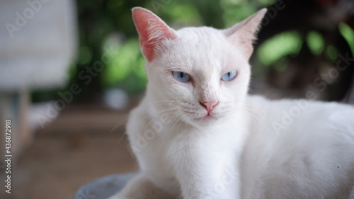 Portrait of blue eyed white  cat kitten on deep bokeh grass background  © TAG