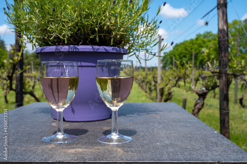 Tasting of Dutch white wine served outdoor on green meadow with vineyard, wine production in Netherlands