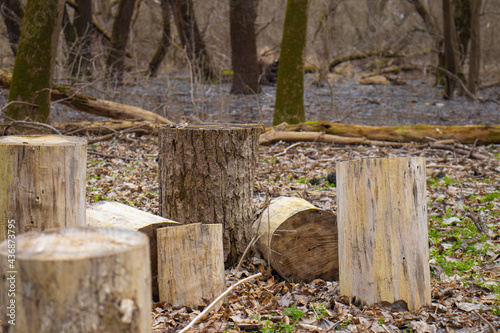 Wood logs thrown in the woods  © Nemanja