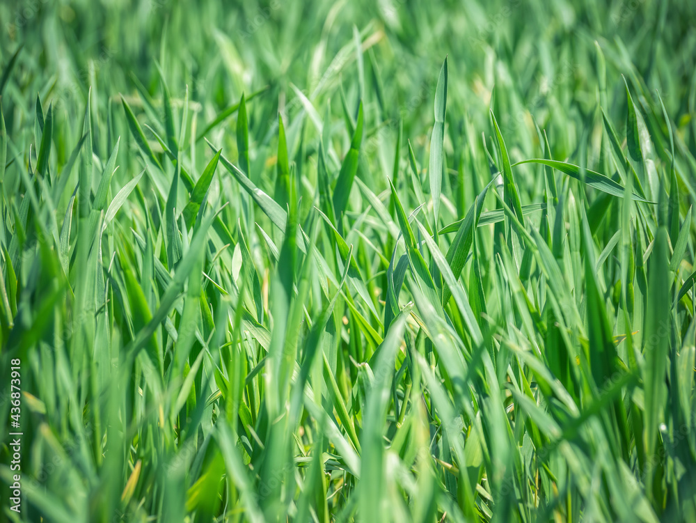 Natural fresh green grass texture background Natural fresh green grass texture background