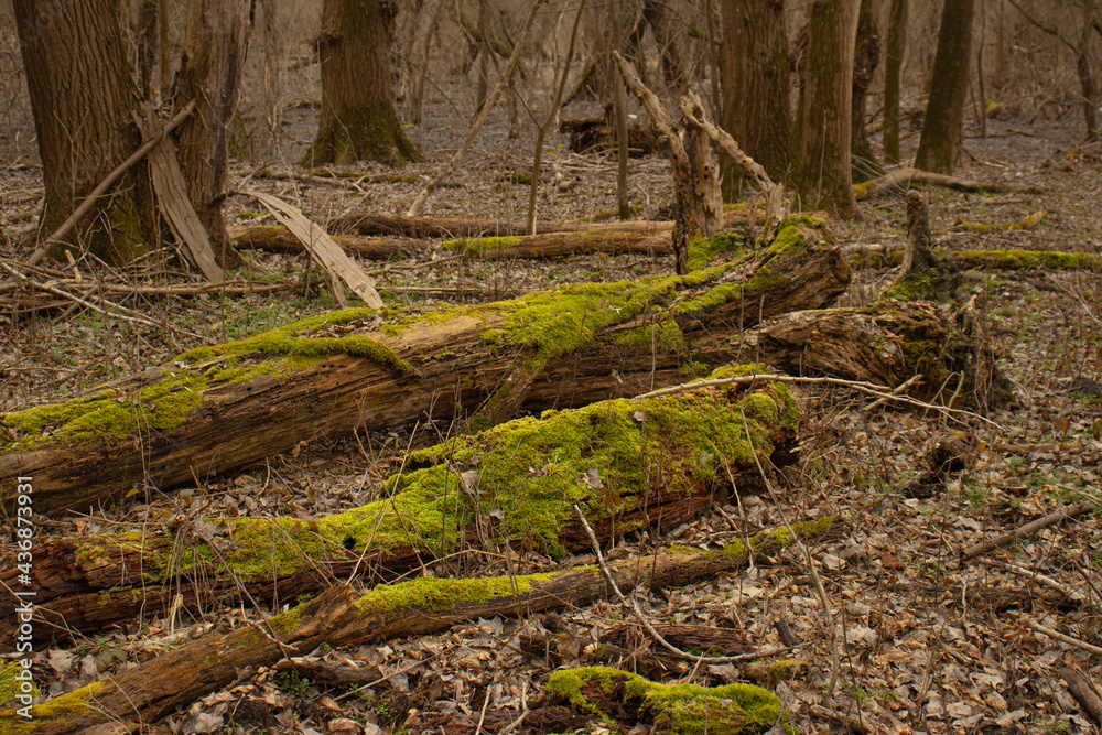 Fallen trees in the forest with moss 