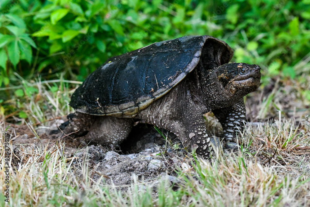Common Snapping Turtle Building a Nest Common Snapping Turtle Building a Nest