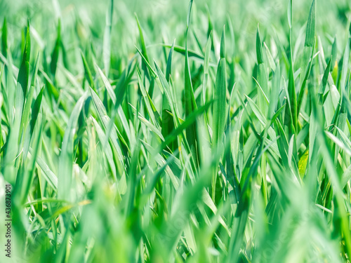 Natural fresh green grass texture background