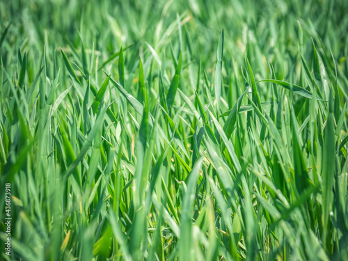 Natural fresh green grass texture background