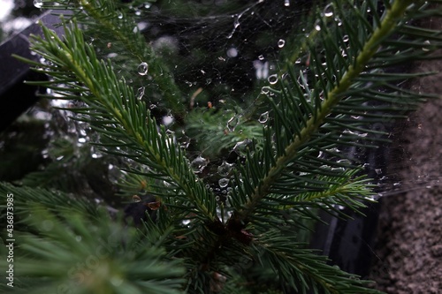 spiderweb with rain drops between coniferous branches
