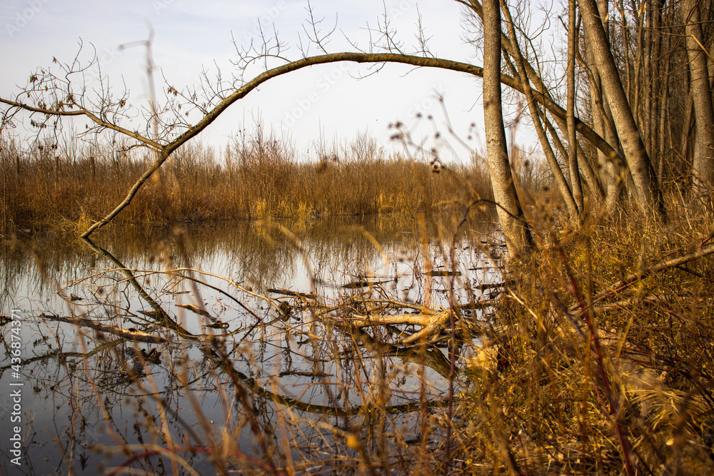 Tree that towered over the river