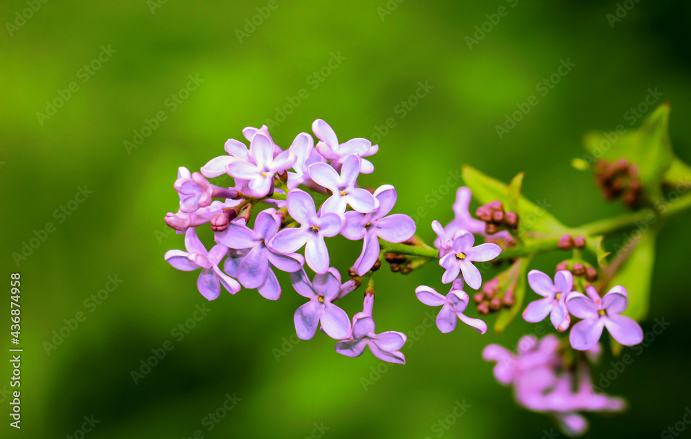 Die zauberhaften lila farbenen Blüten eines Fliederbusch. Die zauberhaften lila farbenen Blüten eines Fliederbusch.