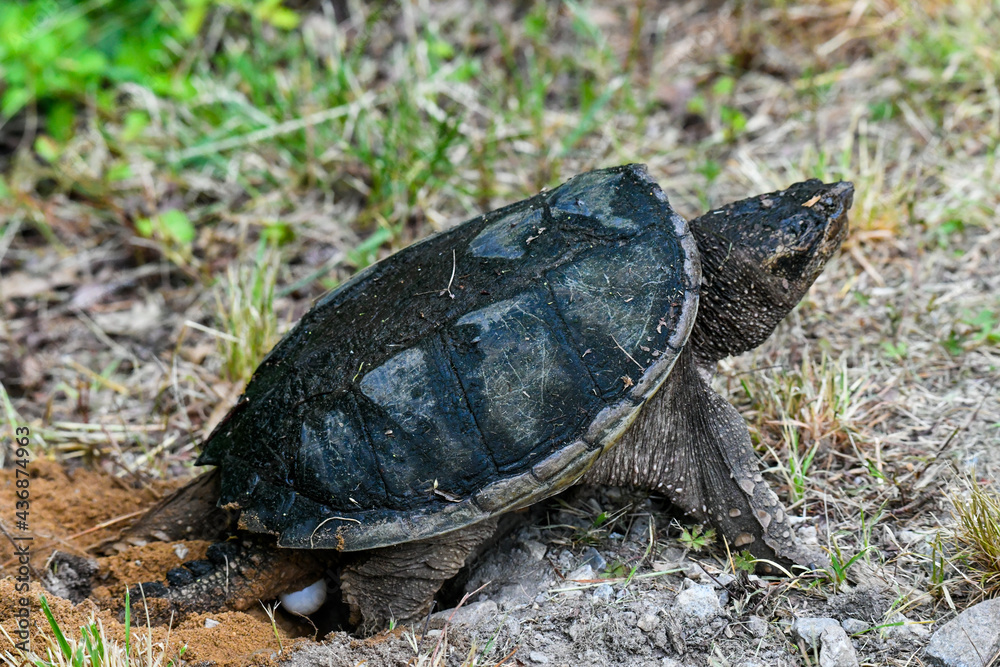 Common Snapping Turtle Building a Nest Common Snapping Turtle Building a Nest
