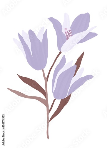 A bouquet of violet lilies with a stem and leaves. Botanical illustration. Isolated image on a white background. Design for posters, postcards, textiles, fabrics, wallpaper, wedding design.
