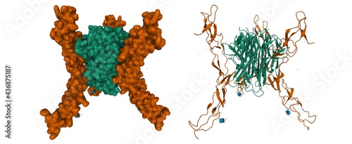 Human RANKL(green)-OPG(brown) complex, 3D cartoon and Gaussian surface model, white background photo