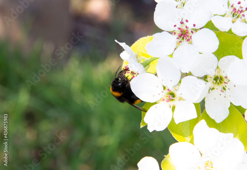 bumblebee  on blooming apple tree close-up © Ксения Крылова