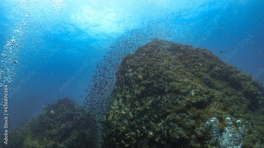 coral reef and diver