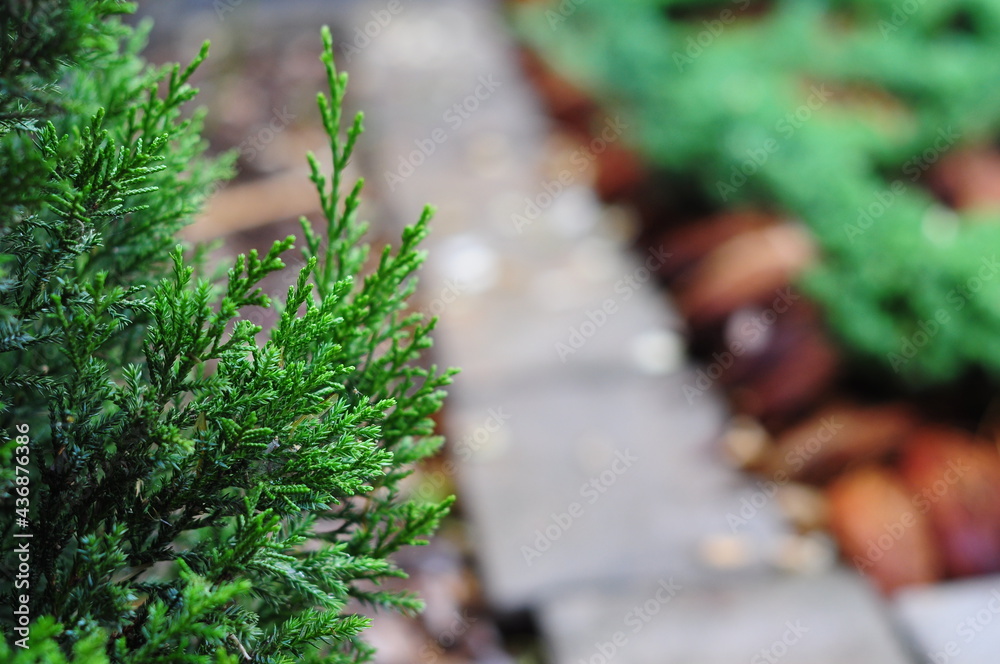 Chinese juniper with brick walkway on garden Chinese juniper with brick walkway on garden