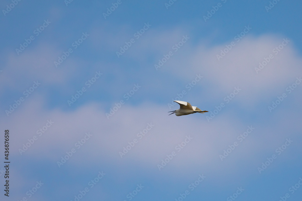 Obraz premium Garceta común (Egretta garzetta) volando de derecha a izquierda en un cielo azul