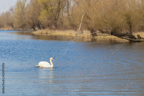A lone swan swims on the river 