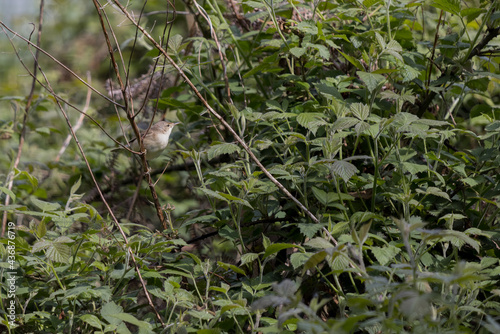 Reed Warbler (Acrocephalus scirpaceus) exploring vegetation by Weir Wood reservoir © philipbird123