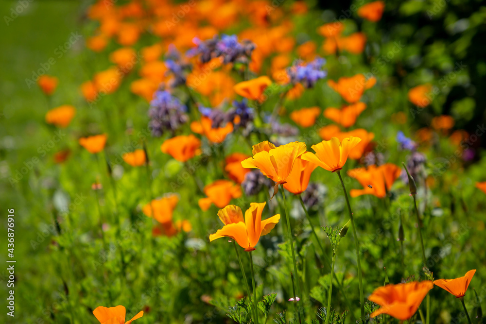 Vibrant Californian Poppies Growing in the Spring Sunshine Vibrant Californian Poppies Growing in the Spring Sunshine