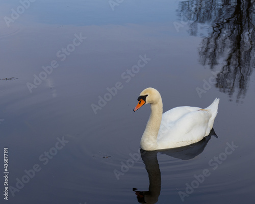 White swan on the water 
