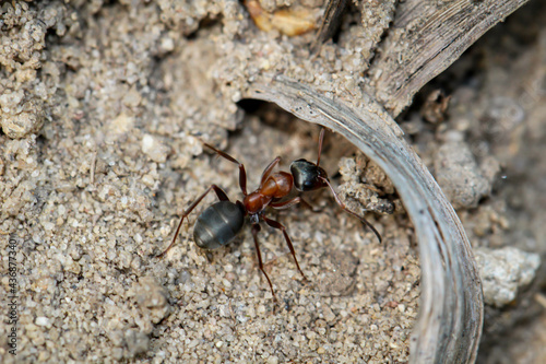 Eine Nahaufnahme einer Ameise auf einem sandigen Boden.