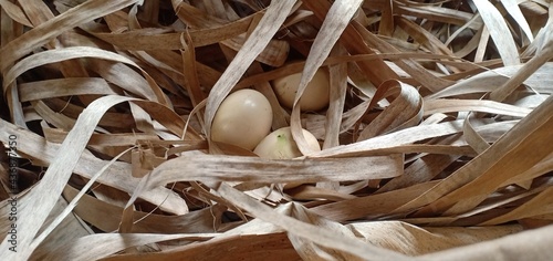 Chicken eggs in the straw ready to incubate the mother in the bucket