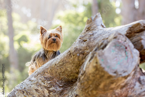 yorkshire terrier portrait in the forest
