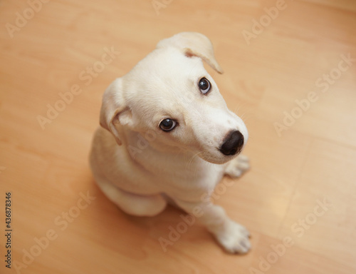 A Labrador puppy sits on the floor.
