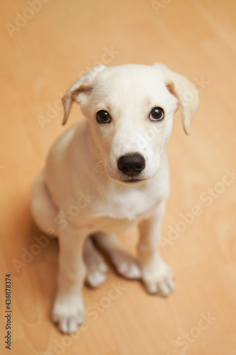 A Labrador puppy sits on the floor.
