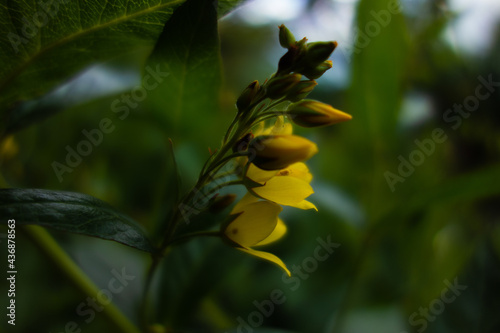 cluster of yellow wild flowers isolated on a dark green natural background © Ian