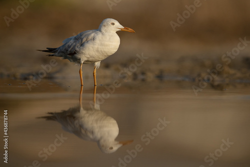 Sender-billed gull with dramatic reflection at Asker marsh, Bahrain