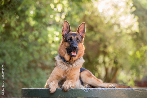 german shepherd dog