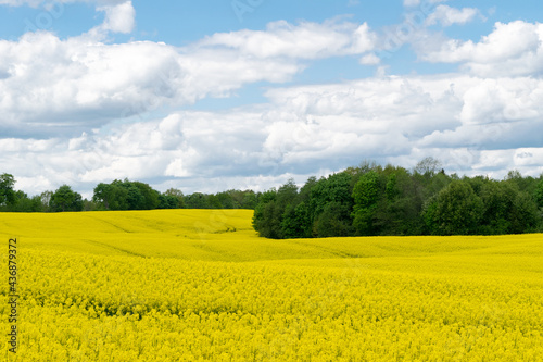 View of a field of yellow rapeseed against a blue sky with white clouds