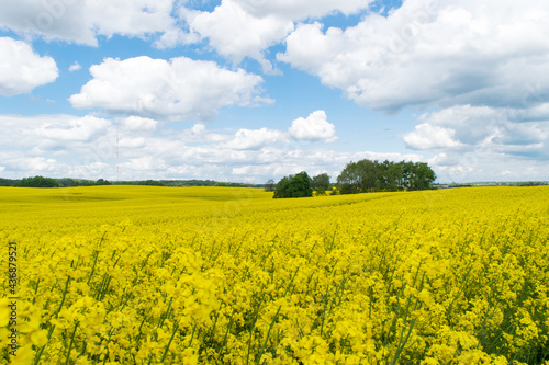 View of a field of yellow rapeseed against a blue sky with white clouds