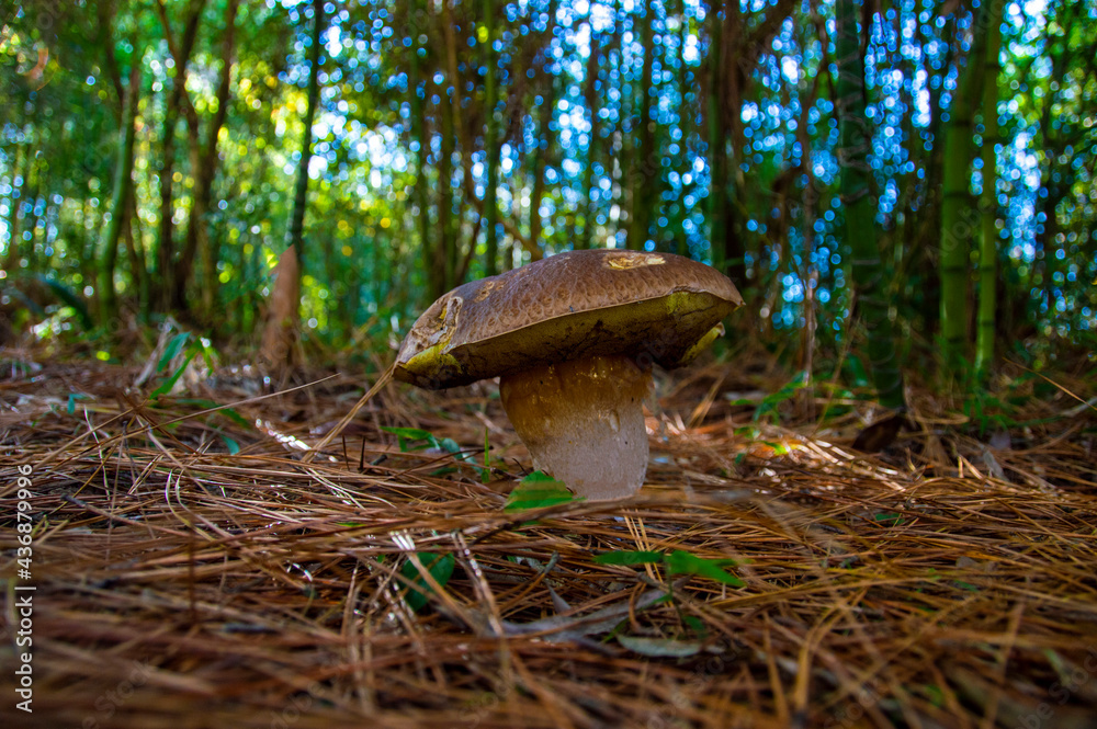Fototapeta premium mushrooms in the forest
