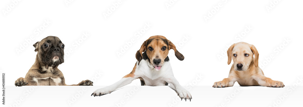 Art collage made of funny dogs different breeds posing isolated over white studio background. Concept of pets love, animal life.