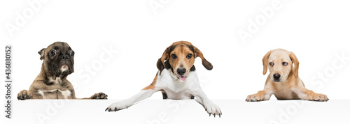 Art collage made of funny dogs different breeds posing isolated over white studio background. Concept of pets love, animal life.