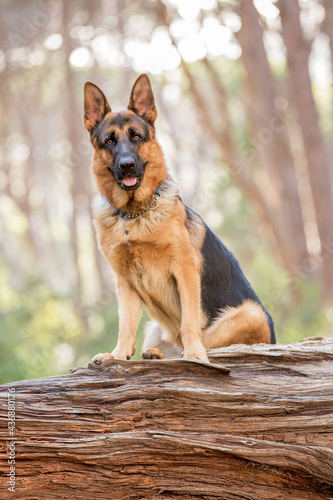 german shepherd dog in the forest sitting on a log