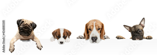 Collage made of funny dogs different breeds posing isolated over white studio background.
