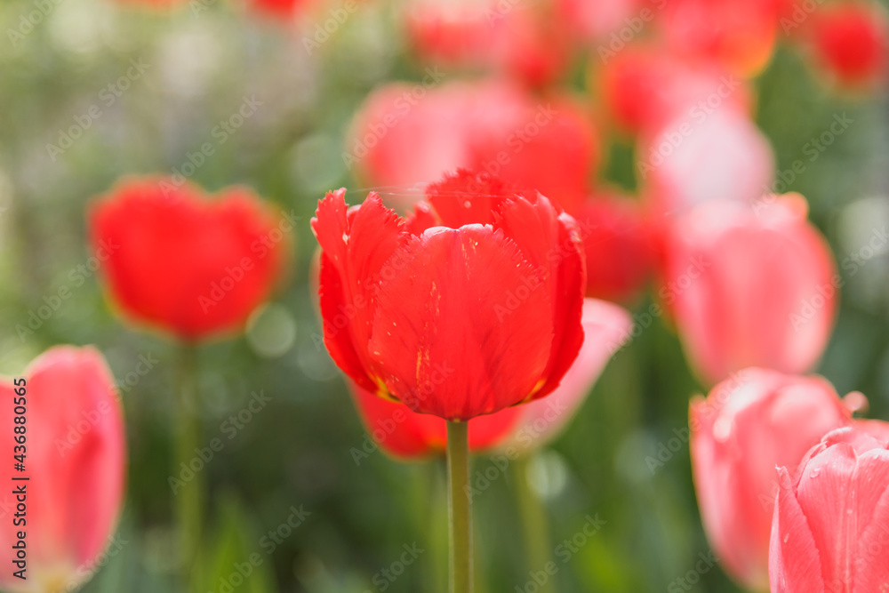 Tulip flower with green leaf background in tulip field in spring day for postcard beauty decoration and agriculture concept design. Tulip flower with green leaf background in tulip field in spring day for postcard beauty decoration and agriculture concept design.