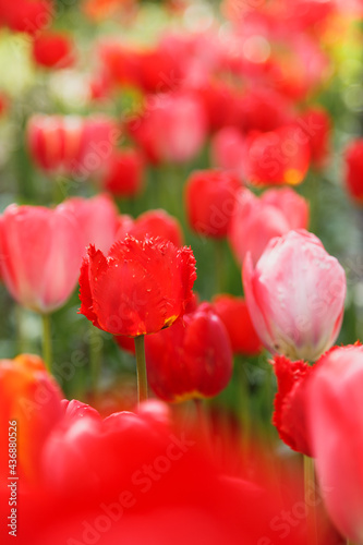 Tulip flower with green leaf background in tulip field in spring day for postcard beauty decoration and agriculture concept design.