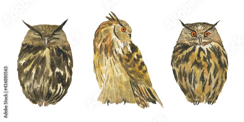 Three owl isolated on white background. Watercolor hand drawing illustration. Eagle owl sitting, sleeping, and looking. Bird with brown and black feathers. © Kaya Gach
