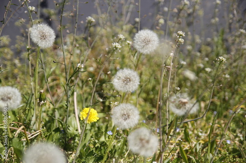 Pusteblume