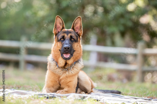 german shepherd dog in the forest