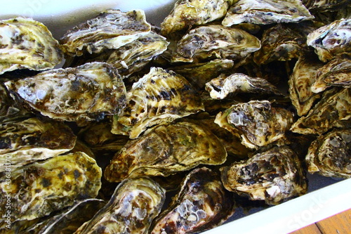 牡蠣　oyster