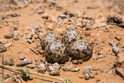 Red wattled lapwing nest, Egg, photo