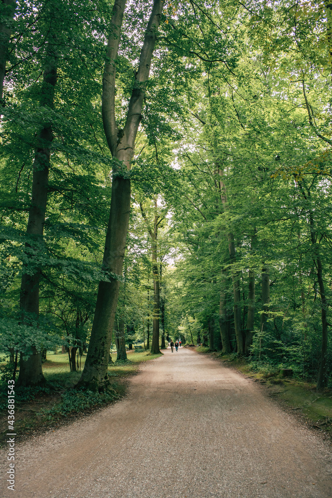 road in the forest road in the forest