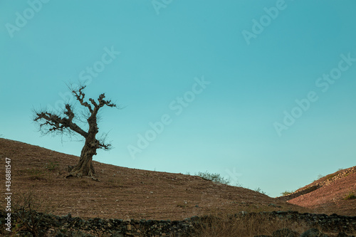 Deforestation, Aravalli Range, Rajasthan 