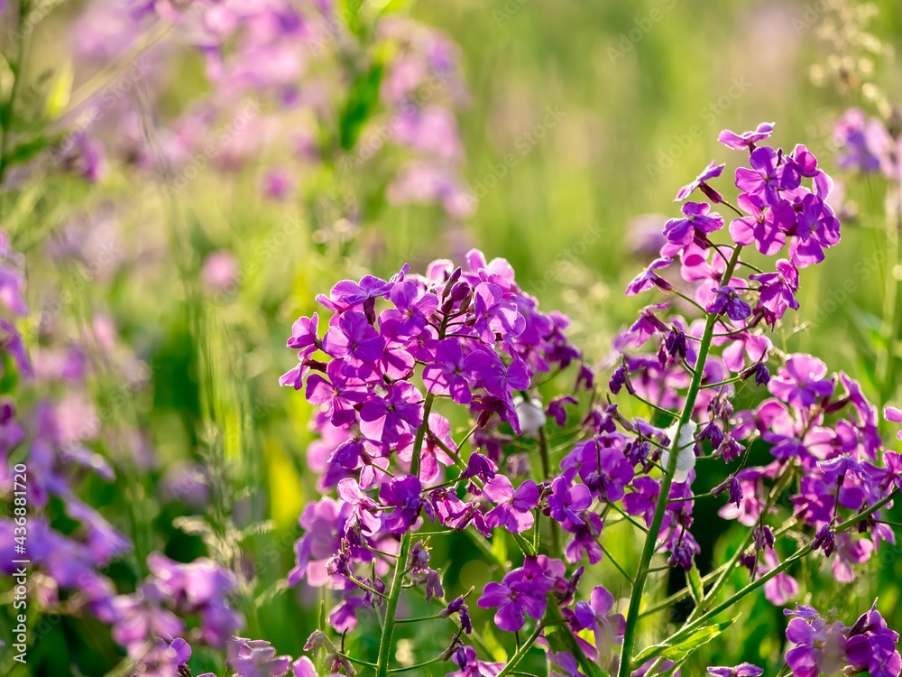 Naklejka premium Field of purple dames rocket, phlox, wildflower in the spring with a soft blurry green nature background of grass and fields in Southwestern Pennsylvania.